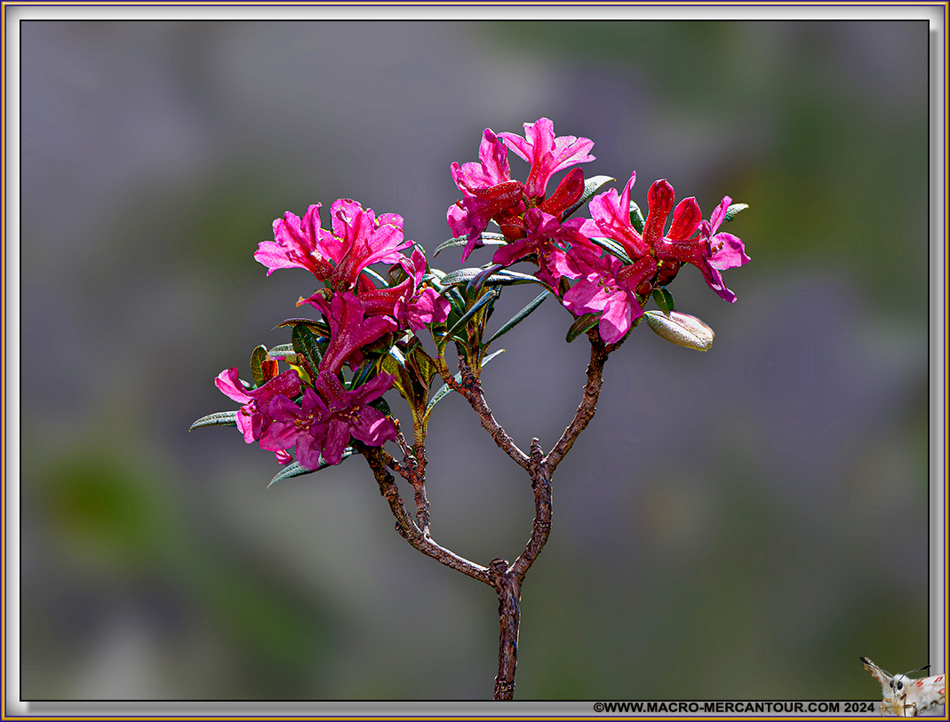 Rhodendrons